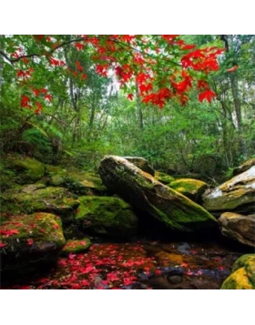 Ρόλερ σκίασης με Φυσικά Τοπία σειρά E224 (Image 1)