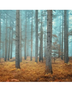 Ρόλερ σκίασης με Φυσικά Τοπία σειρά E489 (Image 1)