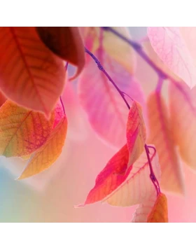 Ρόλερ σκίασης με Floral Σχέδια σειρά Λουλούδια E188 (Image 1)