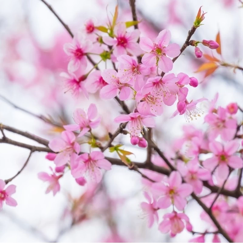 Ρόλερ σκίασης με Floral Σχέδια σειρά Λουλούδια E456